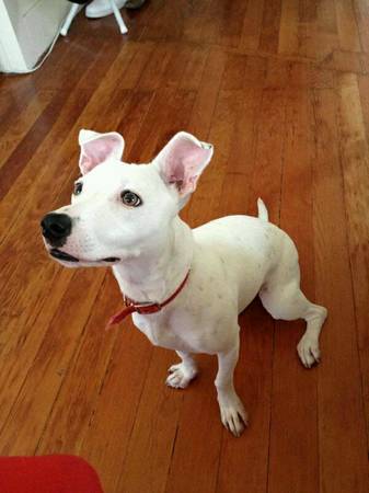 Need to rehome my dog (Harlem / Morningside)